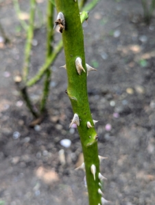 And rose stems are often armed with sharp prickles – they aren’t thorns at all. Unlike a thorn, a prickle can be easily broken off the plant because it is really a feature of the outer layers rather than part of the wood, like a thorn.