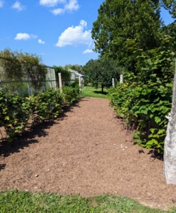 On this day, Chhiring completes the berry patches. It's always a good idea to mulch the garden beds to help conserve and extend moisture, protect the soil from erosion, suppress and prevent weeds, moderate temperature extremes, and create a marker for landscape maintenance equipment.