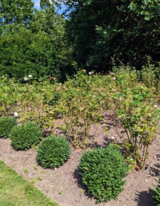 In order to grow beautiful, healthy roses, they must get an abundance of sunshine. I planted more than 120 roses in this space a couple of years ago. The plants have definitely grown. They get nutrient rich soil and fertilizer, and regular maintenance through the year.