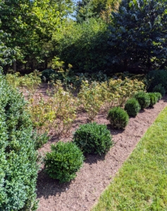 The entire garden is surrounded with boxwood. Large boxwood shrubs anchor the corners and mark the middle and main footpath. These smaller boxwood, which I’ve nurtured from bare-root cuttings fill in the rest of the perimeter.