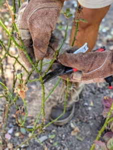 He also removes any weak growth and cuts all the rose bushes down to waist high.