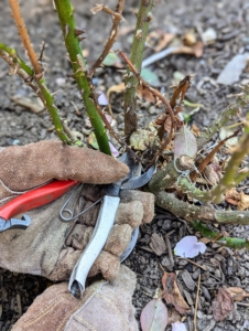 Matt identifies the dead branches, which are brown as opposed to the bright green live ones. And then he cuts the dead branches back to the base of the plant.