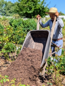 At the same time, my outdoor grounds crew foreman, Chhiring Sherpa, brings in mulch for the entire garden. Mulching benefits roses through soil amendment, water conservation, weed control, and disease and insect control.