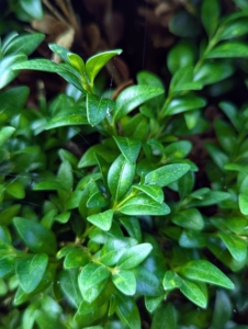 Boxwood leaves are evergreen and remain on the plant through the winter. They range from half inch to one inch long and are dark, glossy, and green on top. The back of the leaf is usually a lighter green with a distinct white mid-vein.