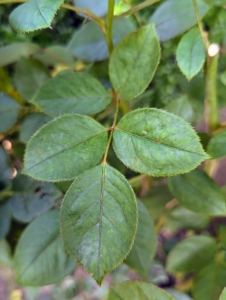 The leaves of the rose are described as “pinnate” – meaning there is a central rib and then leaflets off to each side, with one terminal leaflet. Rose leaves can have anywhere from two to 13 leaflets.