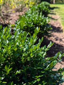 Matthew also works on pruning and grooming the boxwood. Here, one can see all the new growth.