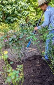 I am fortunate to be able to make my own rich mulch right here at the farm. Chhiring drops the mulch in small loads and then spreads a two to three inch layer evenly through the rows.