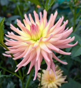 The various forms range from charming single, daisy-like flowers to the popular double varieties which can range from the two-inch-pompons to 12-inch dinner plate size. They are divided into 10 groups: single, anemone, collarette, waterlily, decorative, fall, pompon, cactus, semi-cactus, and miscellaneous.