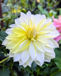 This white dahlia recently opened with striking yellow markings. It is several inches in diameter.