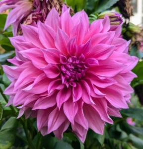 To prevent wilting, cut only in the early morning or late afternoon. And only cut them after they open to mature size – dahlias will not open after cutting.