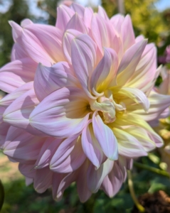 The majority of dahlia species do not produce scented flowers, but they are brightly colored to attract pollinating insects such as bees and butterflies.