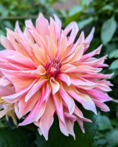 Dahlias produce an abundance of blooms throughout early summer and again in late summer until the first freeze.