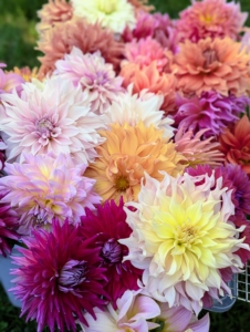 Here at my farm, we all love seeing the gorgeous dahlia flowers in summer. New ones open every day. Dahlias come in shades of pink, red, yellow, orange, purple, white, and various combinations of these colors.