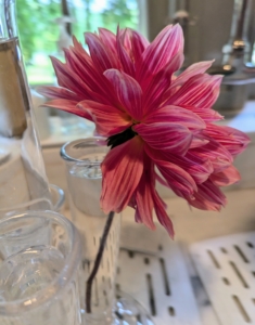 Next, Enma starts an arrangement in darker pink. Dahlias need a lot of water to stay hydrated and vibrant in a vase. Dahlia stems are hollow, so they absorb water through the outer layers. Keep the vase filled and change the water regularly.