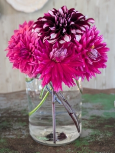 At the end of the growing season, dig and store dahlia tubers for the winter to replant next year.