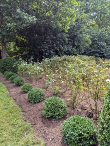 This rose garden is flourishing. I am so pleased with how it is doing.