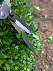 Matt prunes the stray branches lightly and gives the entire boxwood a good, round shape.