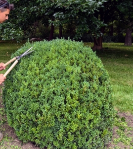 Matthew uses Japanese Okatsune shears. The shears are user friendly, and come in a range of sizes. They allow him to sculpt and groom as well as prune the foliage.