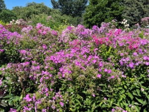 There was a lot of phlox, that hardy long-lived perennial. I also have a lot growing in my gardens.