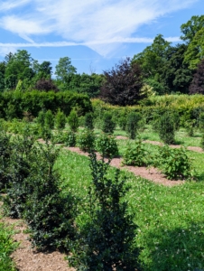 This maze looks especially healthy because the plants are well fed, well watered, regularly mulched, and the soil is consistently amended.