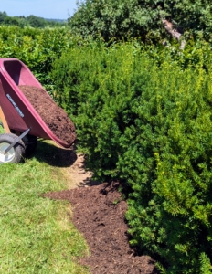 Here, mulch is also dropped in small amounts and then spread evenly under each plant.