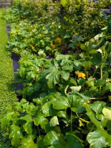 This time of year, my gardeners and I walk through this vegetable garden every day to see what is growing and clean up what is needed. My pumpkin and squash crops are looking so lush and green. It is the first time I'm growing them around the perimeter of the half acre space. So far, the vines are growing very well.