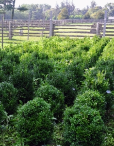 The boxwood we used had been growing in this patch for about three years. Finally they were ready to transplant to their more permanent spots under the pergola.