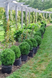 Each shrub was placed in a plastic pot and then carefully transported to the pergola. Every boxwood was positioned perfectly, two-feet apart from the next.