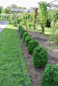 The shrubs were only about a foot tall when planted, but every one in excellent condition. Boxwood can grow in full sun and partial shade.