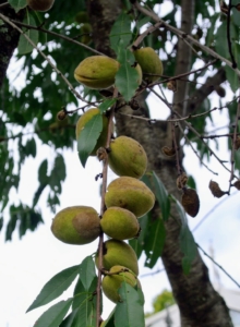 Almond trees produce drupes. These drupes grow from fertilized flowers and mature in autumn. These are the trees in October. In previous years, we’ve harvested hundreds and hundreds of almonds. The hairy, green fruits are oblong in shape and the leaves of the almond tree are long – about three to five inches.