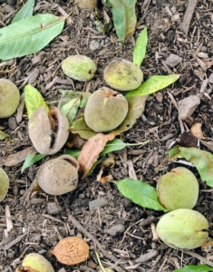 These drupes often fall to the ground. Some of them open on their own, exposing the shells, but most are opened manually. At maturity, the flesh of the fruit becomes leathery and splits. And inside the shell is the kernel, which we eat.