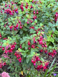 I took many photos while walking through the gardens of Heronswood. This is Fuchsia 'Debron's Black Cherry', with its prolific single flowers of striking maroon sepals and dark purple to black corollas. This is a hardy and upright variety with medium green foliage.