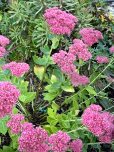 Hylotelephium 'Carl' ‘Carl’ is a clump-forming perennial that features gray-green foliage and pink flowers. It typically grows to about 18-inches tall. Masses of tiny, star-like, pink flowers bloom in September and October. Butterflies love it.