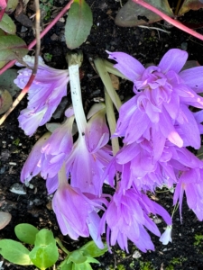 And yes, it's that time of year, when autumn gardens show off their brightly colored Colchicum. This is Colchicum 'Waterlily,' the well-loved double pink variety. Each bulb produces five to 10 flowers - so beautiful when planted in groups.