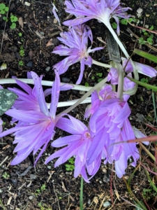 I love Colchicum and have grown different varieties in my gardens for many years.