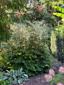 Actaea dahurica has fluffy white flowers densely packed on arching racemes that can reach up tp five-feet high.