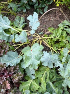 Crambe maritima, also known by its common name sea kale, seakale or crambe grows wild along the coasts of mainland Europe and the British Isles. It is a robust mustard family perennial that typically matures in a spreading mound up to 36-inches tall. The leaves are large, fleshy, shallowly-lobed. They resemble the leaves found on collards and cabbages which are in the same family.