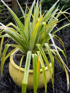 This is a potted Astelia 'Silver Shadow' which has long, arched silvery-green sword-like leaf blades that last all year long. The metallic foliage creates an eye-catching display in the garden.