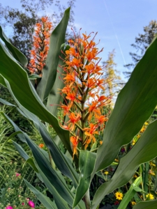 Hedychium 'Tara' shows rich, orange flowers above sturdy bold green foliage. And, if one is close enough, one can smell its sweet fragrance, that some say is similar to gardenia or honeysuckle.