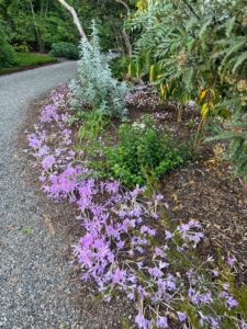 Colchicum looks great here along the edge of the footpath at Heronswood.