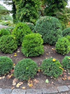 In winter, these boxwood will also be covered in protective burlap to prevent snow and ice damage.