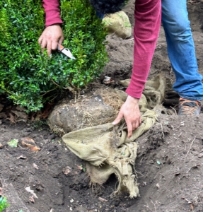 Norman removes the protective burlap from around the root ball. I believe removing all the material is very important, so there is nothing blocking its root growth.