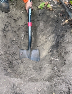 Once they are in place, the digging begins. Holes are dug twice as wide as the boxwood root balls, but no deeper.