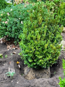 Each shrub is slowly rolled into its designated hole.