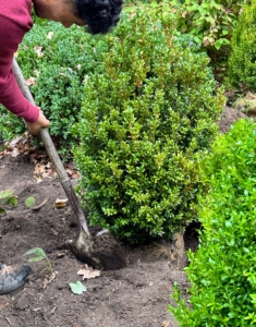 The shrubs are then backfilled. When planting boxwood, the root ball should be about 1/8 to two inches above the soil surface. This allows the plant to settle properly and ensures proper drainage.