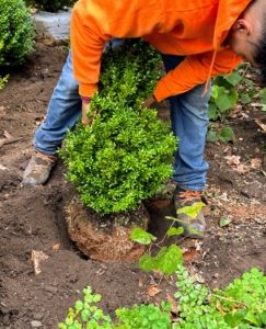 Here's another shrub getting planted. All these shrubs are in good condition, but we always position plantings with the best side facing out.