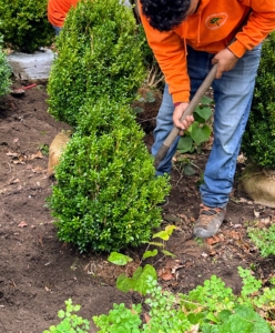 All these shrubs are backfilled properly, but in a few weeks, they will also get a two to three inch layer of mulch. 2-3 inch deep layer of mulch is really beneficial for your new tree or shrub, it helps to retain soil moisture, it regulates soil temperature, and it insulates the root ball.