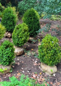 The boxwood are all positioned where they should be planted. Boxwood prefers well-drained soil with a lot of organic matter. Loamy soil or sandy conditions are best. Most boxwoods like some shade, but some varieties handle full sun exposure better than others.