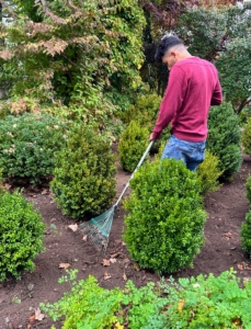 Norman also rakes after all the boxwood shrubs are planted.