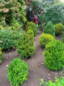 These shrubs are spaced about three feet apart - enough room to grow but close enough to fill in the area nicely.